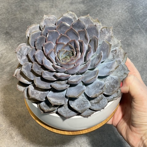 Эхеверия Орион в бонсайнице с бамбуковым поддоном d17