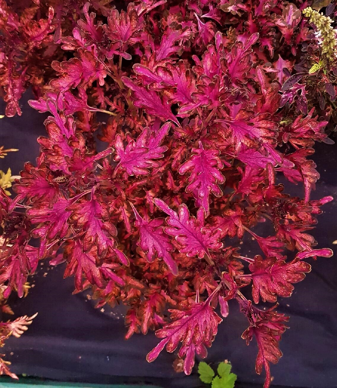 Колеус red coral фото