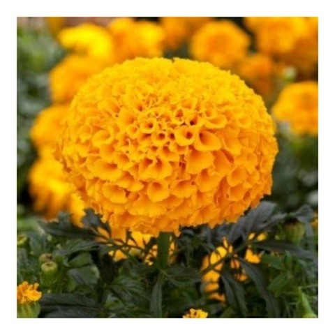S1831 Бархатцы прямостоячие Cheerleader Orange 100 шт.