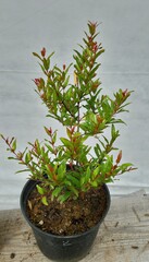 Семена Гранат комнатный мини punica granatum nana