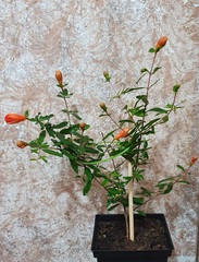 Семена Гранат комнатный мини punica granatum nana