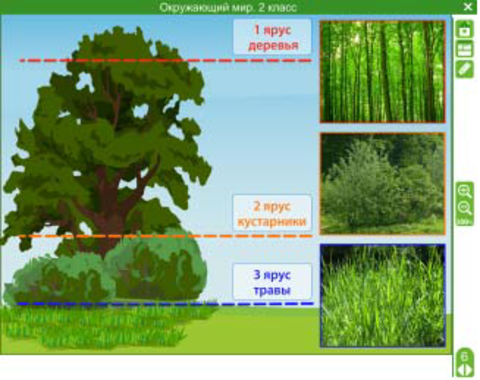 Средний ярус. Три яруса растений. Три яруса леса. Ярусы леса 2 класс. Ярусы растений 2 класс.