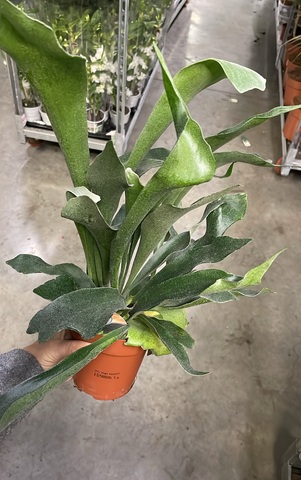 Платицериум Бифуркатум