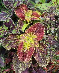 Аромат яблок UO колеус КСР