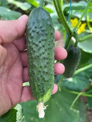 Вятич F1 семена огурца партенокарпического ( Yuksel Tohum / )