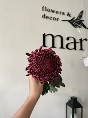 Хризантема одноголовая бордовая от 1 шт