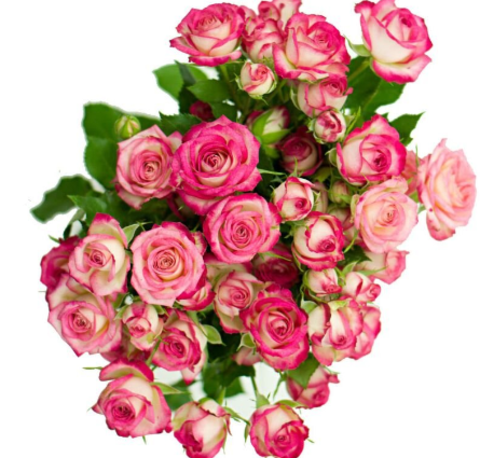 Роза спрей Хейли