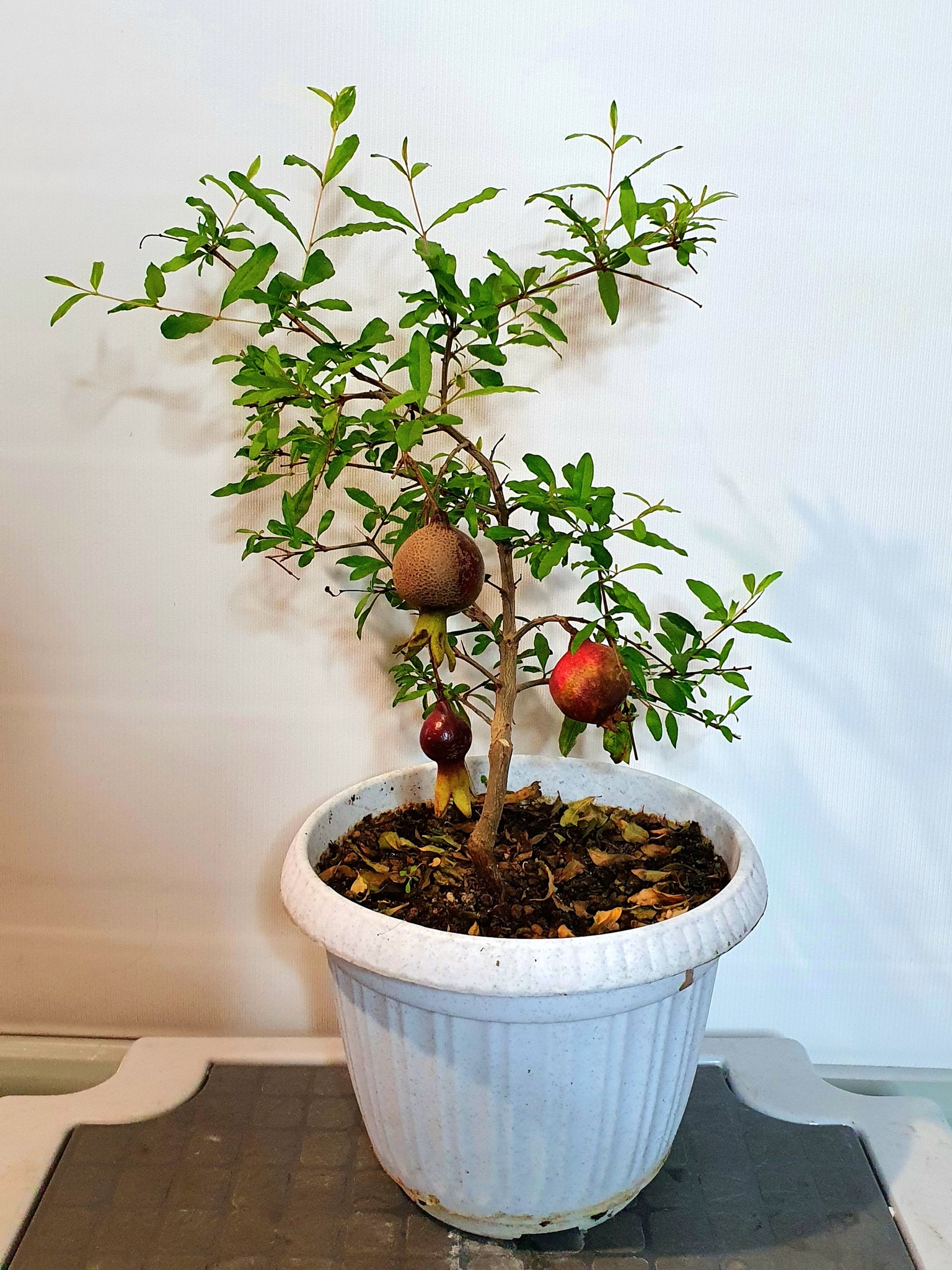 Семена Гранат комнатный мини punica granatum nana