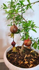 Семена Гранат комнатный мини punica granatum nana