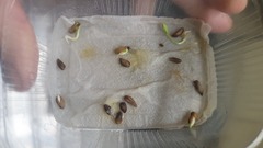 Семена Гранат комнатный мини punica granatum nana