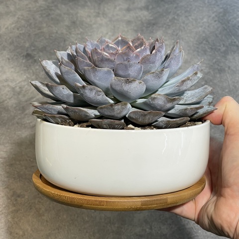 Эхеверия Орион в бонсайнице с бамбуковым поддоном d17