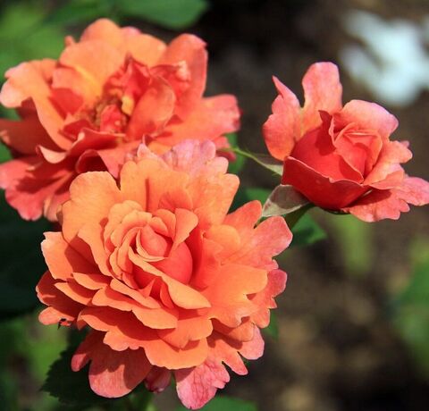 Изи Даз Ит(Easy Does It)