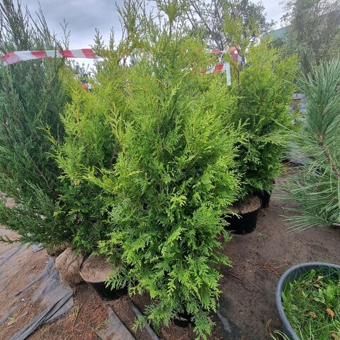 голден брабант фото