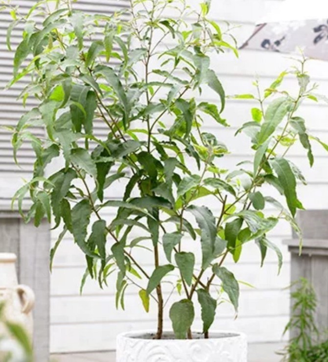 Eucalyptus citriodora - Эвкалипт лимонный