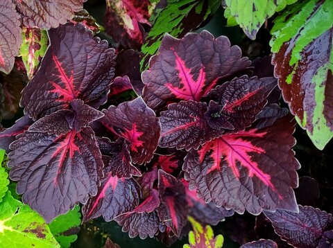 Небесный поцелуй UO колеус