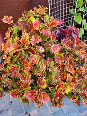 Галактика Тай колеус КСР