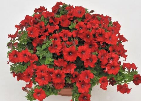 Петуния Fanfare Red