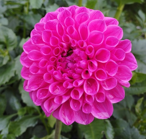 Георгин Хапет Гламур (Hapet Glamour)