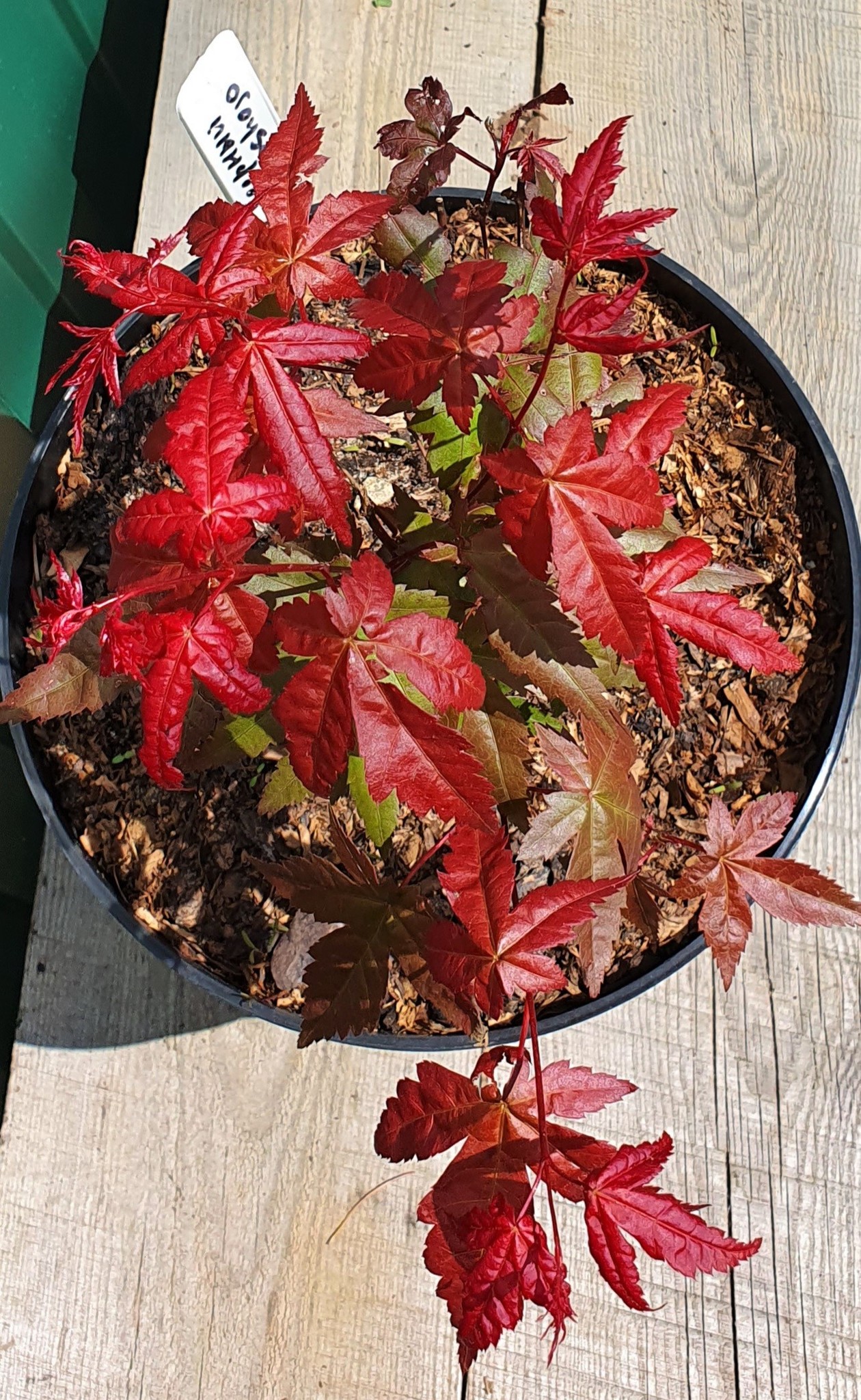 Клен дланевидный acer palmatum сорт deshojo