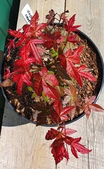 Teofrast Клен дланевидный acer palmatum сорт deshojo