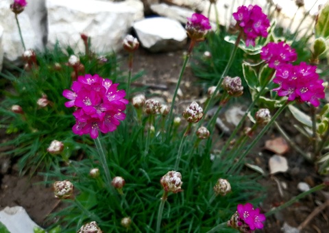 Армерия приморская Спленденс | Armeria maritima Splendens (Р9)