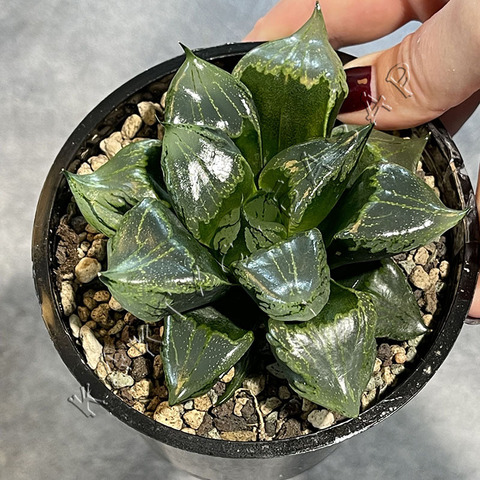 Хавортия Ура Ханья d9