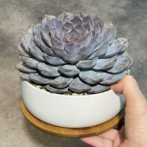 Эхеверия Орион в бонсайнице с бамбуковым поддоном d17