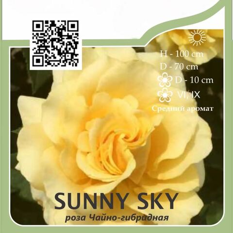 Роза чайно-гибридная 