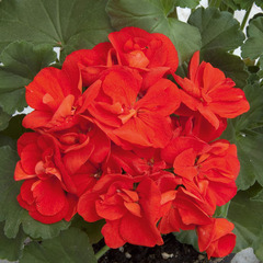 2813 Пеларгония зональная MOONLIGHT PAPRIKA (Весна 2026)