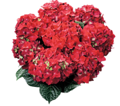 Гортензия крупнолистная (Macrophylla) Hot red 12 шт.