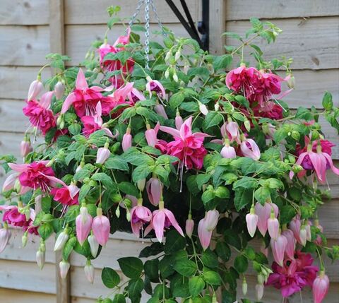 Фуксия Bella Roscella