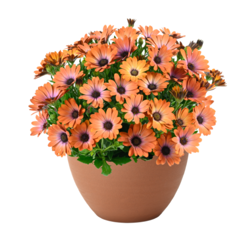 27108 Остеоспермум BESTIES Inspiring Orange (Весна 2026)