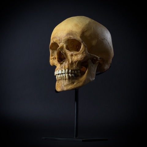 Череп человека на стойке (анатомическая модель)