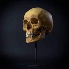 Череп человека на стойке (анатомическая модель)