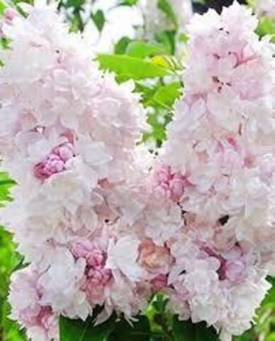 Сирень обыкновенная Красавица Москвы