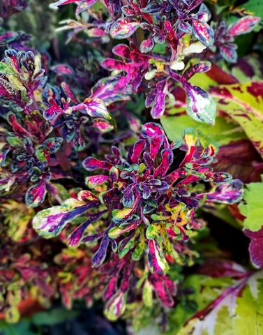 Вихрь красок UO колеус КСР