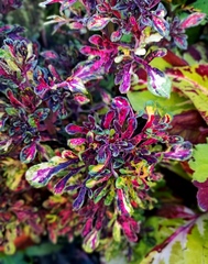 Вихрь красок UO колеус КСР