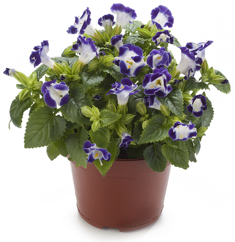 S6901 Торения Hi Lite Blue and White 5шт.