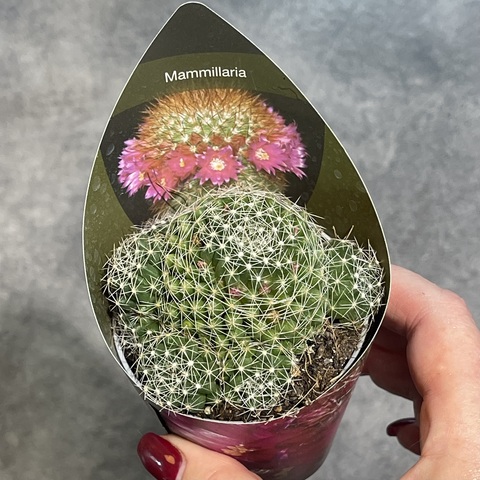 Маммиллярия Десипиенс d7