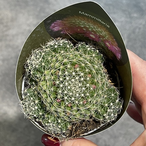 Маммиллярия Десипиенс d7