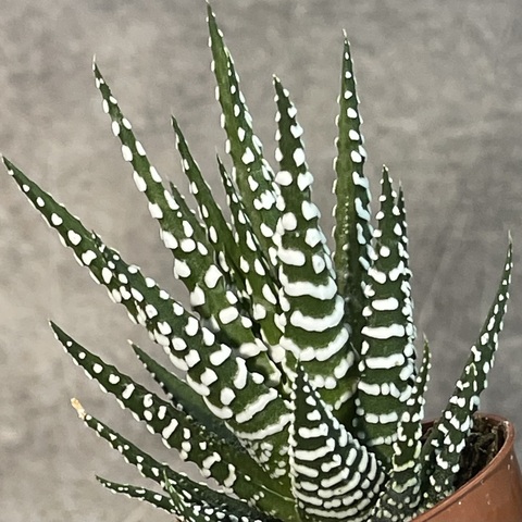 Хавортия Фасциата Биг Бенд d5