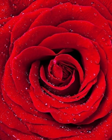 Красная роза - Картина со стразами