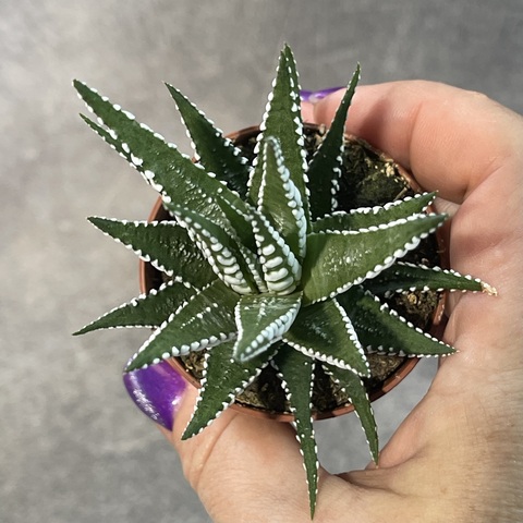 Хавортия Фасциата Биг Бенд d5