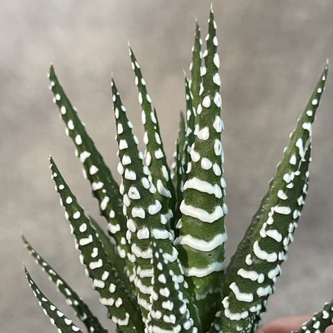 Хавортия Фасциата Биг Бенд d5