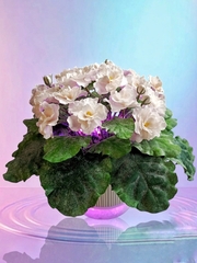 Молд пластиковый+вайнер силиконовый 