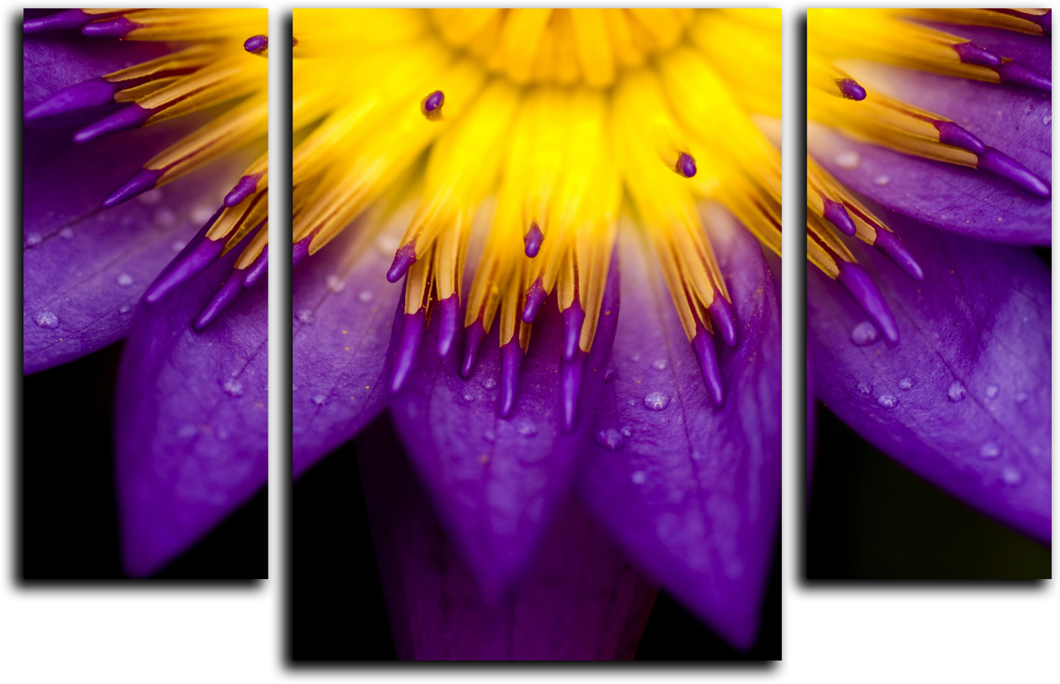 Цветы Модульная картина "Желто-фиолетовый цветок" М521.png