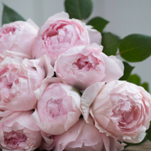 Роза Пиони Пинк (Roses Peony Pink)