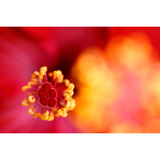Tamron 90mm F/2.8 Di III MACRO VXD (F072) универсальный телемакрообъектив для Sony E