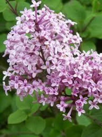 Сирень обыкновенная Мейера Палибин