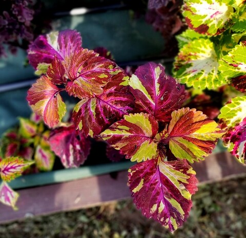 Волшебная мозаика UO колеус